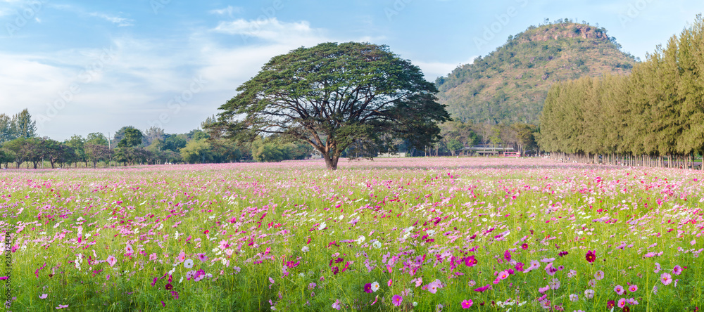 Wall mural Beautiful Cosmos flowers field and tree with mountain and blue sky, Landscape photo