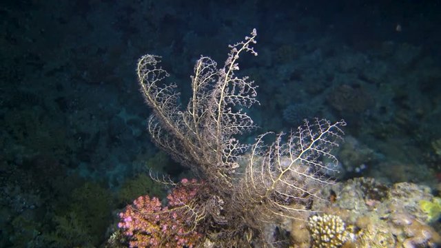 Close up of sea lily on the stone at night. Red Sea. Egypt. Full HD underwater footage.