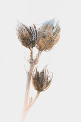 Dry hibiscus blooms in winter covered by frost