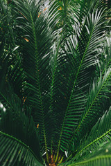 Palm tree in the forest