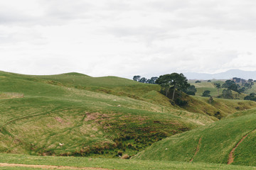 Fototapeta premium Sheep farm. Fields of New Zealand