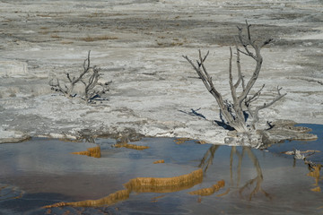 The weathered remains of dead trees reach out of the mineralized terraces of Mammoth Hot Springs at Yellowstone National Park.