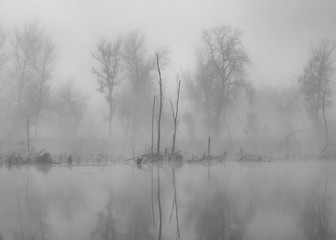 river and trees on a foggy autumn morning.