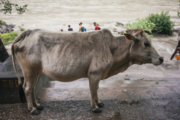 indian white cow