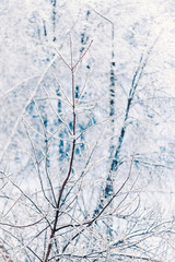Tree branches covered with ice and white snow
