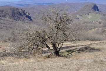 Obraz premium Georgia