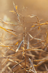 Rapspflanze im Spätsommer