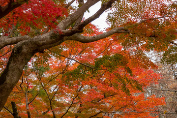 Autumn leaves in Japan, Park in Narita city, Chiba prefecture