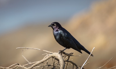 Blackbird - schwarzer Singvogel (Purpurstärling)