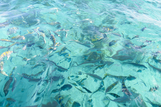 Peces Tropicales En Cancun Isla Mujeres