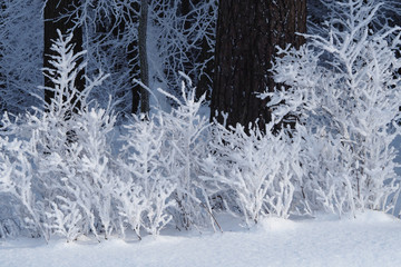 winter tree branches in the forest turned white from frost