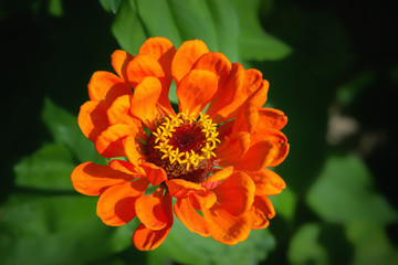 Orange Zinnia Flower In The Garden Close-up