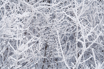 winter tree branches turned white from frost