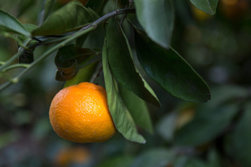 mandalina ağacında olgunlaşmış bir mandalina
