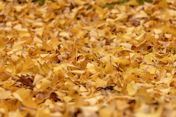 Autumn leaves in Japan, Park in Narita city, Chiba prefecture