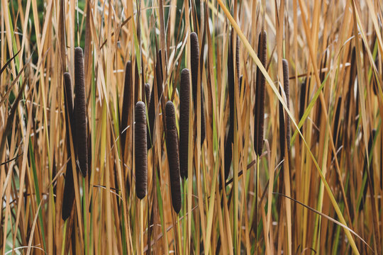 Mess of blooming Typha reeds with orange and yellow grass. Phragmites australis image, wetland plants with long stems and brown sausage-like spikes