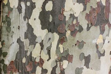 Closeup of camouflage sycamore bark background. Natural green, yellow and brown spotted platanus...