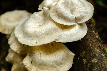 White wild foraging mushroom on trunk over nature background