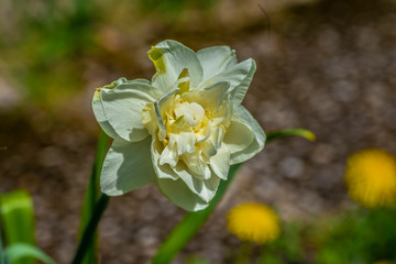 Blüte einer Narzisse