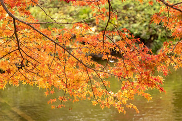 Autumn leaves in Japan, Park in Narita city, Chiba prefecture