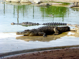 Crocodiles about water. Crocodile (lat Crocodilia.) -  large wild animal.