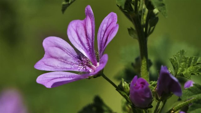 Malva sylvestris,cheeses also knowed as high mallow and tall mallow