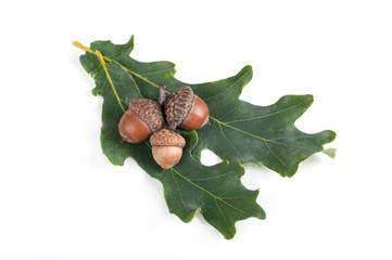 three acorn lies on a green sheet isolated on white background