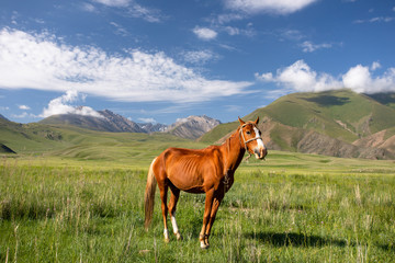 Fototapeta na wymiar Landschaft bei Tuura Suu in Kirgistan