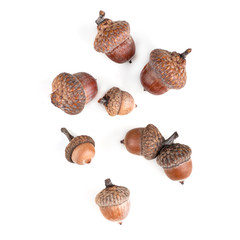 acorns of different size, top view, isolated, on white background