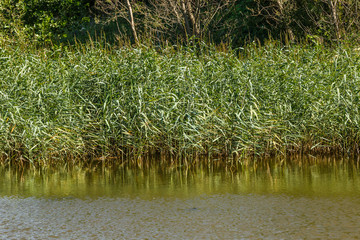 River bank overgrown with reeds and sedge on a summer day