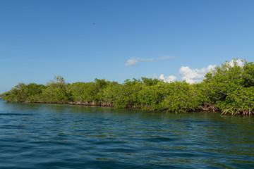manglares en isla mujeres cancun quintana roo