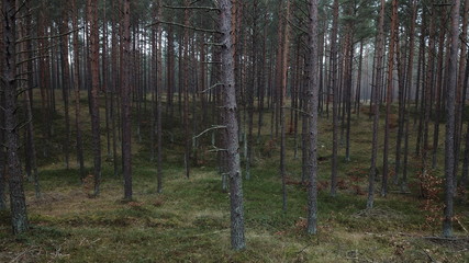 Obraz premium road field meadow crop fog autumn gray gloomy autumn trees