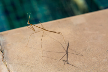 stick insect