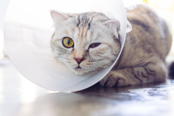 Cat wearing a protective buster collar
