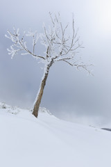 Fototapeta premium Arbre solitaire