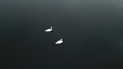 swans birds lake swim white gray fog - obrazy, fototapety, plakaty