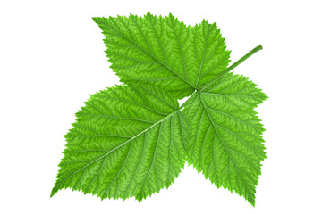 Blackberry fruit leaf closeup