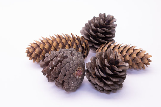Pine Cone. On a white background