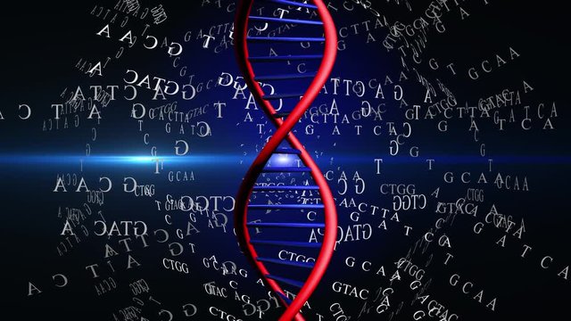 video animation of DNA helix with nitrogenous bases 4K