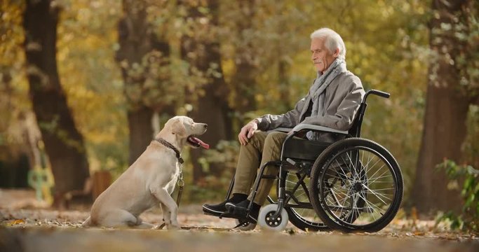 Beautiful golden retriever sitting on ground near his senior paralyzed owner in wheel chair in autumn park - old friend and companion 4k