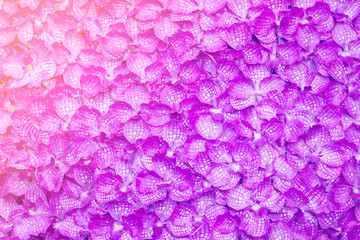 Obraz premium Flower of orchid colorful background.