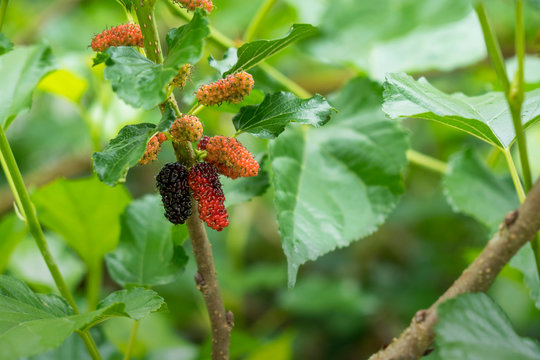 Fresh mulberry , black ripe and red unripe mulberries on the branch of tree.