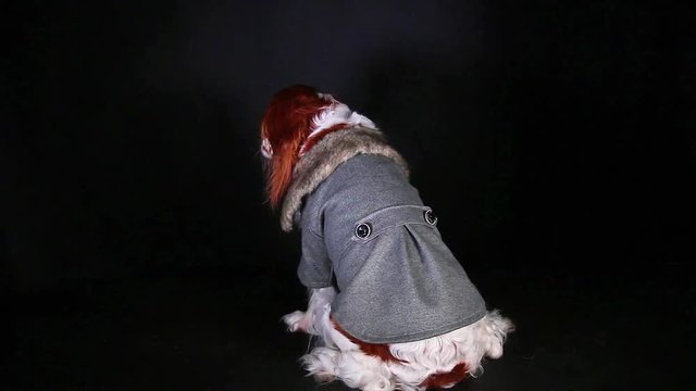 Dog wear. Winter coat. Spaniel wearing pet clothes costumes. Animal fashion cloth costume hoodie,jacket,