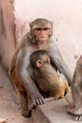 Macaque monkeys at the temple