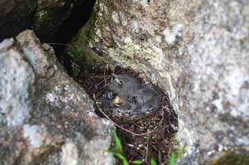Black Redstart in the nest