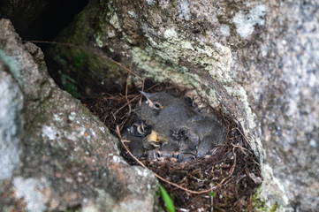 Black Redstart in the nest
