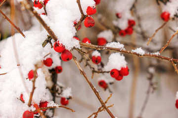 Wild poison berries