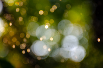 Abstract natural background of blurred leaves, soft focus bokeh lights and golden blurred water drops. Natural defocused light green background perfect for creative designs.