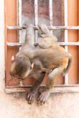Macaque monkeys at the temple