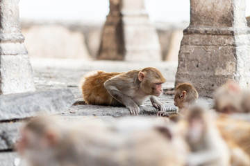 Obraz premium Macaque monkeys at the temple
